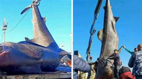 requin algerie|Surprenante découverte : un énorme requin pèlerin。